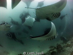 Mantas Mantas!! 100 or so Manta's in a vortex of feeding ... by Keith Savill 